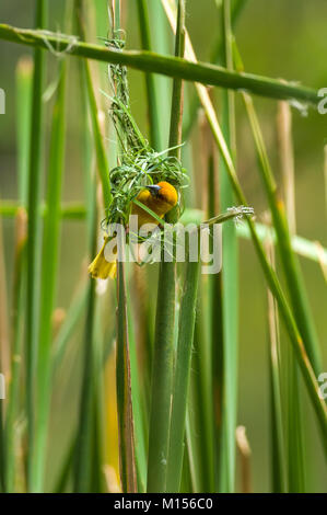 Orientale o africano tessitore dorato (Ploceus subaureus) edificio nido, Kenya centrale, Africa orientale Foto Stock