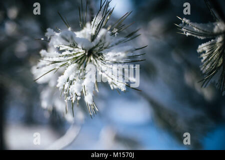 Pesante inverno neve sui rami di pino closeup filtrato con il sole di mattina su sfondo scuro Foto Stock