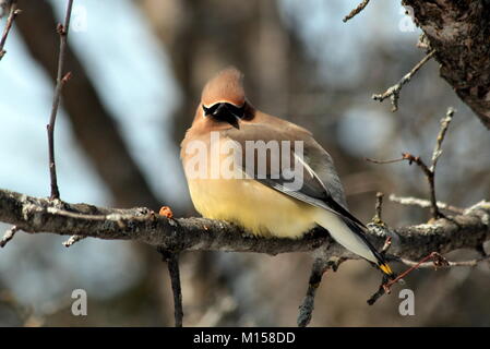 Un individuo Cedar Waxwing da un branco che ha dimostrato fino a marzo per alimentare alla mia crabapple ornamentali alberi. Foto Stock