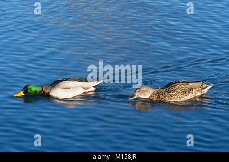 Mallard duck drake e gallina (Anas platyrhynchos) nuoto in stagno Foto Stock