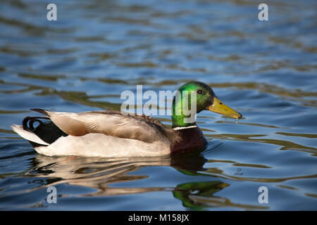 Mallard anatra drake nuoto su superficie d'acqua, Canada (Anas platyrhynchos) Foto Stock