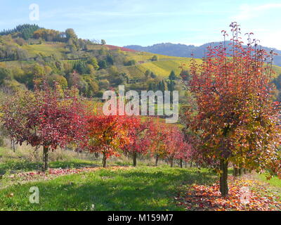Pera colorati apple i frutteti e i vigneti della collina nella zona della Foresta Nera in Germania in autunno Foto Stock