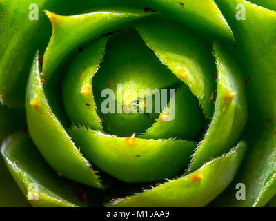 Echeveria piante succulente Foto Stock