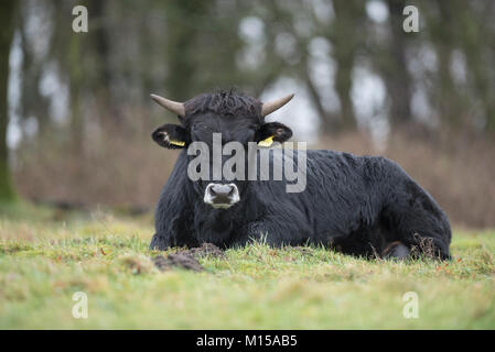 Aurox. Bos primigenius taurus. Foto Stock