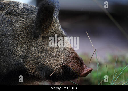 Il cinghiale (Sus scrofa) Foto Stock