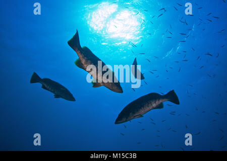 Raggruppatori a pettine (Mycteroperca fusca) che battono la scuola di pesce Atherina nella riserva marina di Mar de las Calmas (El Hierro, Isole Canarie, Mare Atlantico, Spagna) Foto Stock