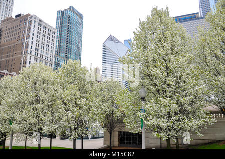 CHICAGO, IL - 5 Maggio 2011 - Alberi in piena fioritura durante la stagione primaverile in Millennium Park Foto Stock