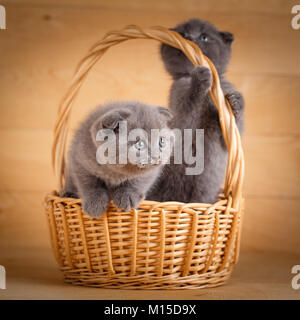 Gatti di razza. Animali domestici. Un paio di simpatici gattini scozzese seduto nel cesto di vimini Foto Stock