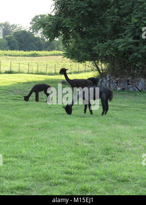 Nero tre alpaca mangiare erba su un campo verde Foto Stock