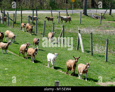 Capre di caseificio camminando in una linea su una fattoria Foto Stock