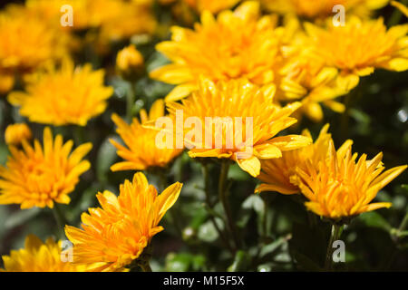 Flower crisantemo giallo con gocce di rugiada closeup su sfondo sfocato fiori Foto Stock