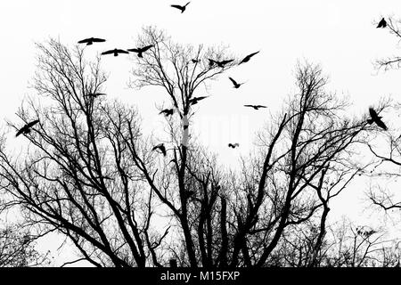 Gli uccelli di prendere il volo dai rami di un albero Foto Stock