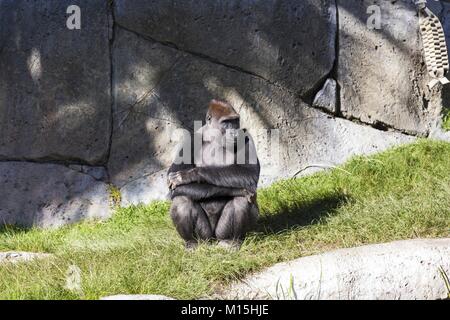 Malinconici Sub Sahariana Gorilla africani (Gorilla Beringei) seduti all'interno dell'habitat animale contenitore in San Diego Zoo Foto Stock