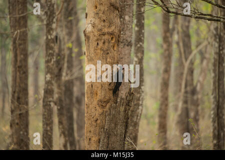 Un bianco gonfiato woodpecker pecks lontano in un tronco di albero in cerca di termiti in Bandipiur National Park, Karnataka, India Foto Stock