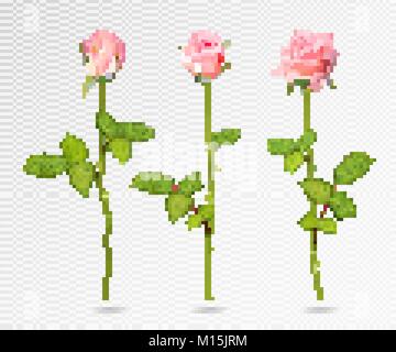 Vettore realistico rosa rosa set. Tre 3d le rose su sfondo trasparente Illustrazione Vettoriale