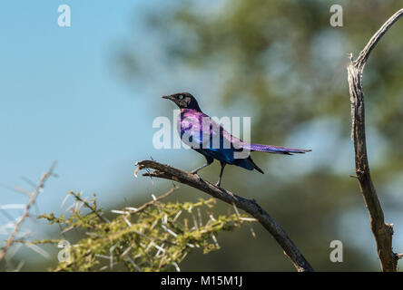 Un Ruppell lucido di starling Foto Stock