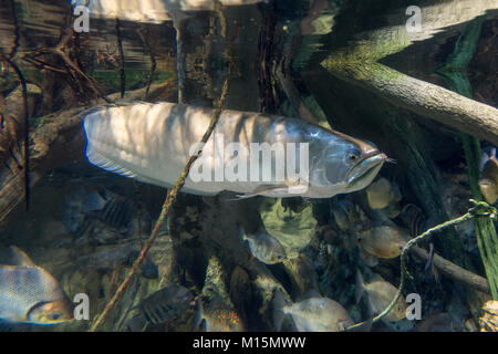 Un argento arowana sul display nella National Aquarium di Baltimora, Maryland, Stati Uniti. Foto Stock