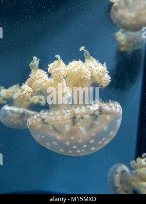 Una laguna maculato medusa sul display nella National Aquarium di Baltimora, Maryland, Stati Uniti. Foto Stock