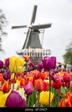 Favoloso paesaggio del mulino a vento e tulipani in Olanda. Foto Stock