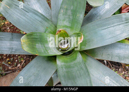 Un cactus è un membro della famiglia di piante Cactaceae, una famiglia comprendente circa 127 generi con circa 1750 specie note dell'ordine Caryophyllales Foto Stock
