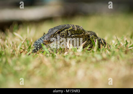 Un selvaggio Varanus stellatus noto anche come il Nilo Monitor lizard in Gambia, Africa occidentale Foto Stock