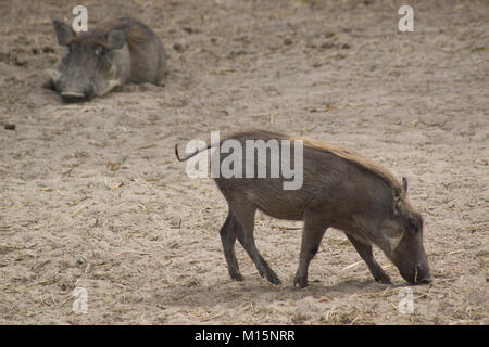 Wild facoceri mangiare in Fathala, Senegal Foto Stock