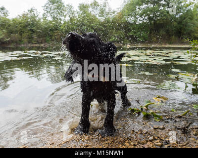 Nero umido Cocker Spaniel cane acqua di scuotimento off dopo la fuoriuscita di un lago Foto Stock