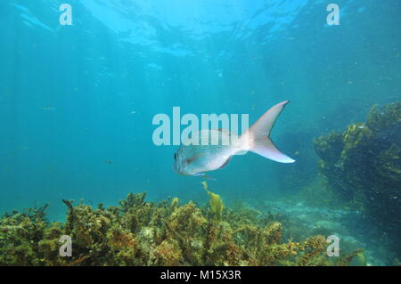 Adulto australasian snapper Pagrus auratus lasciando fotocamera sopra piana reef roccioso coperto con alghe brune. Foto Stock