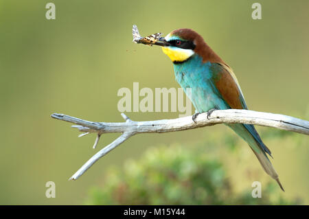 Gruccione (Merops apiaster),sul ramo con farfalla nel becco,l'Austria inferiore,Austria Foto Stock