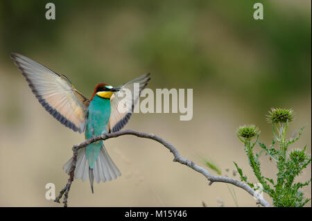 Gruccione (Merops apiaster),insetto nel becco,Pleven regione,Bulgaria Foto Stock