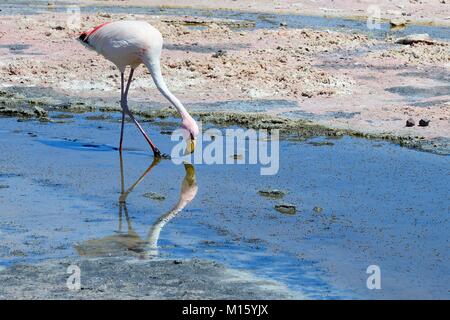 James's flamingo (Phoenicoparrus jamesi) rovistando Nello shallow Salt Lake,Riserva Nazionale los Flamencos Foto Stock