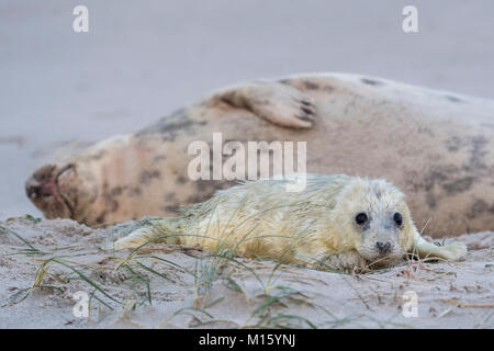 Neonato guarnizione grigio (Halichoerus grypus) è accanto alla diga,Helgoland,Schleswig-Holstein, Germania Foto Stock