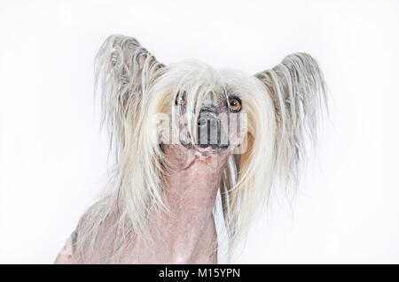 Cane di razza crestato cinese glabre,cane maschio,ritratto,studio shot Foto Stock