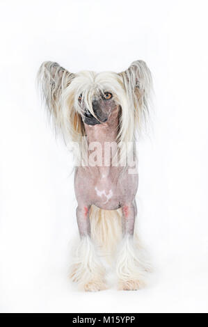 Cane di razza crestato cinese glabre,cane maschio,in piedi,studio shot Foto Stock