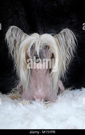 Cane di razza crestato cinese glabre,cane maschio,giacente sul pelo bianco,ritratto,studio shot Foto Stock