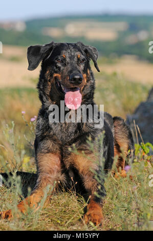 Arlecchino Beauceron,blue merle,cane maschio,giacente in Prato Foto Stock