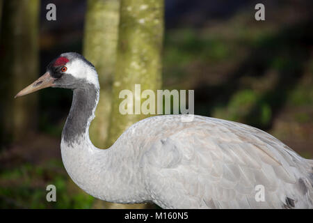 Comune di Gru - Gru Eurasiatico - grus grus a Slimbridge Wildfowl and Wetlands Centre, England, Regno Unito Foto Stock