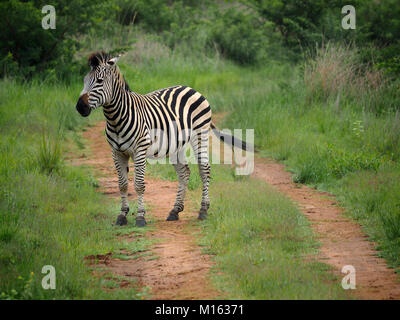 Le pianure Zebra (Equus quagga, precedentemente Equus burchelli) sul Veld nello Zimbabwe Foto Stock