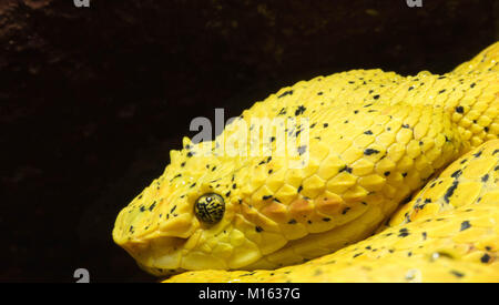 Close up ritratto di un giallo fossa di ciglia viper Foto Stock