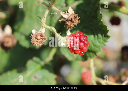 Immagine ravvicinata di un unrippened wild blackberry Foto Stock