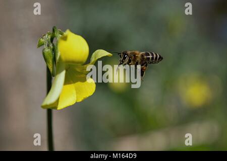 Il miele delle api raccogliere polline da comune Oxalis infestante nel mio giardino Foto Stock