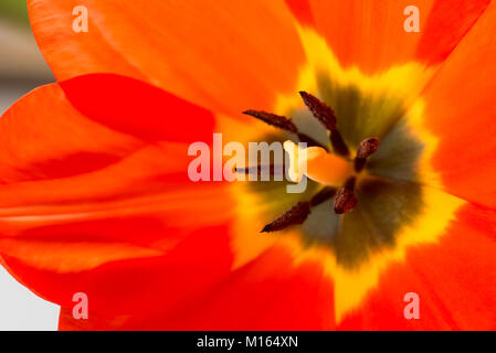 Red tulip fiore all'interno della macro Foto Stock