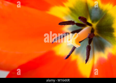 Red tulip fiore all'interno della macro Foto Stock