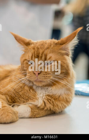 Un grande gatto arancione giaceva su un tavolo. Close-up Foto Stock