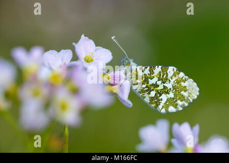 Punta arancione farfalla; Anthocharis cardamines singolo; femmina sono ' appollaiati su fiore cucù Lancashire, Regno Unito Foto Stock