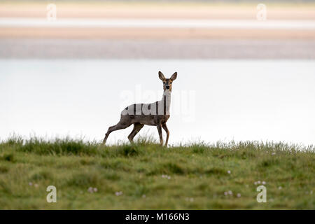 Capriolo; Capreolus capreolus Arnside; Cumbria, Regno Unito Foto Stock