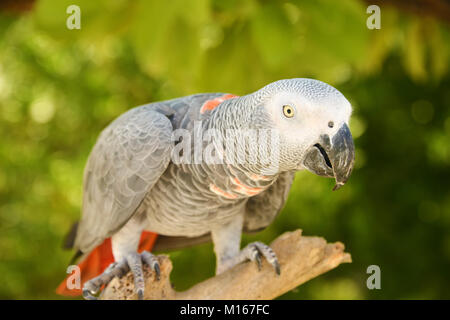 Pappagallo grigio africano - Psittacus erithacus Foto Stock