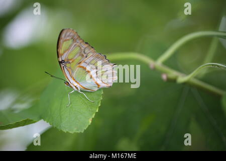 Stupenda farfalla in appoggio sulla lamina Foto Stock