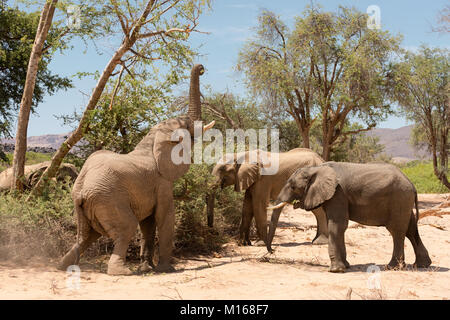 Un gruppo di deserto atto elefanti alimentando in secco di Abu Huab il letto del fiume in Damaraland, Namibia. Foto Stock
