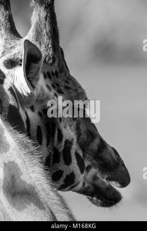 Fotografia animale in bianco e nero. Vista posteriore primo piano di giraffe isolato testa / faccia in cattività, Cotswold Wildlife Park, Regno Unito. Fauna Selvatica Foto Stock